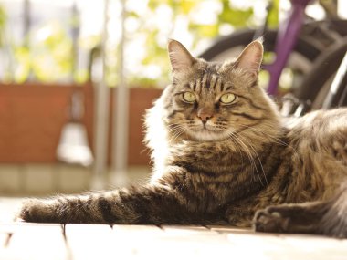 Çizgili ve yeşil gözlü kahverengi kedinin yakın plan çekimi.