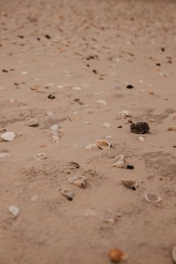 Kumsalda güzel bir deniz kabuğu görüntüsü.