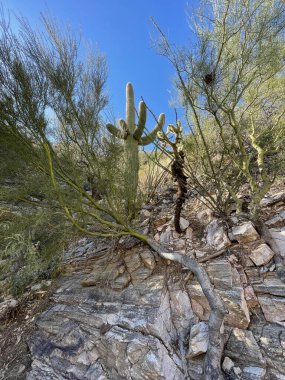 Saguaro 'nun doğadaki dikey çekimi.
