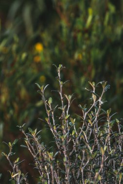 Bahçedeki bir bitkinin dikey çekimi.