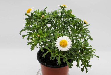 Kasımpatı Argyranthemum Frutescens Bahar Çiçeği Avustralya erik çiçekleri çok güzeldir