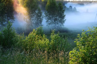 Çayırdaki yemyeşil bitkiler ve ağaçlar