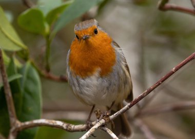Bulanık bir arka planı olan, kar üzerinde duran Avrupalı bir bülbülün sığ odağı