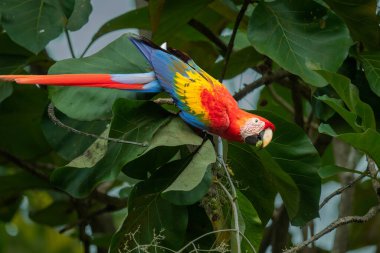 Küçük bir dalda duran renkli bir papağan Manuel Antonio Ulusal Parkı, Quepos, Kosta Rika 'da yemek yiyor.