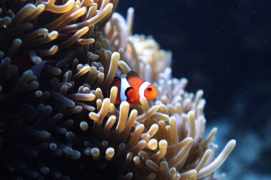 Deniz şakayığının yanında Ocellaris palyaço balığı olan sualtı dünyası.