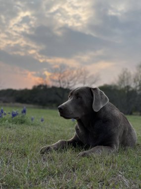 Gün batımında yerde yatan gri bir labrador av köpeği.