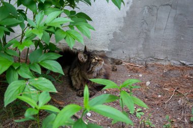 Bir çalılığın yanında yere bakan sevimli bir kedi.