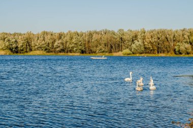 Sonbaharda Novi Sad kenti yakınlarındaki kanalın serin sularında genç kuğular