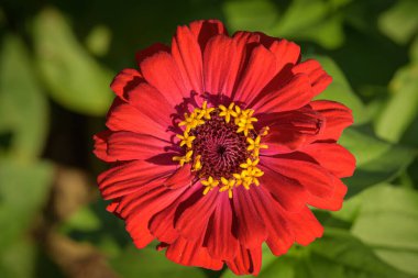 Bahçede, parlak güneş ışığında, arka planda yeşil yapraklı, sıradan bir zinnia çiçeğinin yakın plan fotoğrafı.