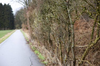 Avusturya 'nın Strassen kentindeki bir ormanda bir sıra yosun ağacı.