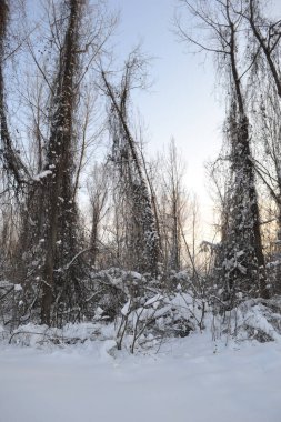 Ağaçların çıplak dalları kışın karla kaplanmış dikey görüntüsü.