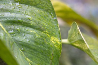 Su damlalarıyla kaplı yeşil yaprakların yakın çekimi.