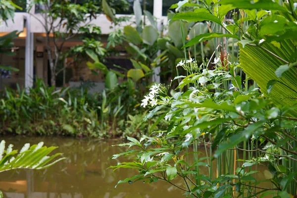 池塘边的热带花园美丽的风景 — 图库照片