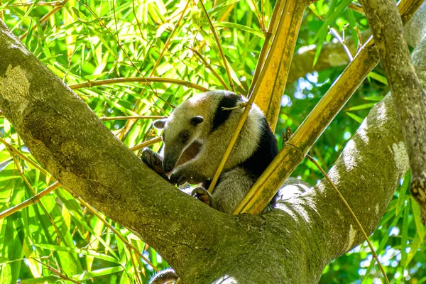 Close Anteater Tamandua Norte Sentado Uma Árvore Uma Floresta — Fotografia de Stock