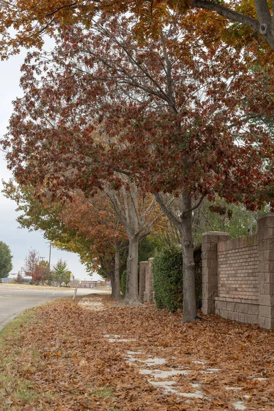 McKinney, Teksas 'ta sonbahar boyunca çok güzel renkli ağaçlar.