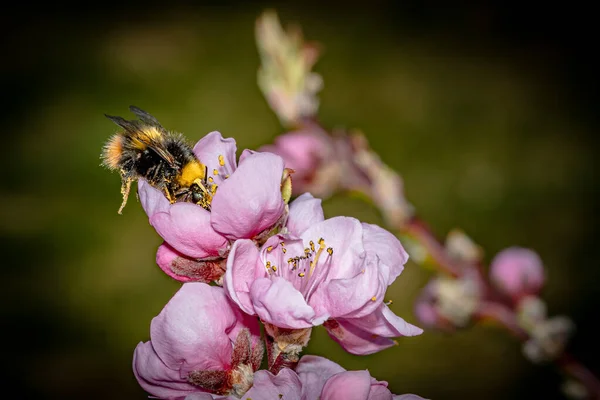 Ένα Κοντινό Πλάνο Μιας Μέλισσας Που Τρέφεται Από Λουλούδια Ροδακινιάς — Φωτογραφία Αρχείου