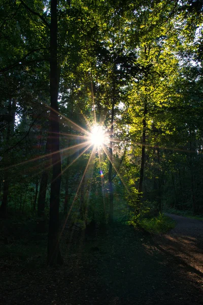 一道光束穿过森林中的树木 — 图库照片