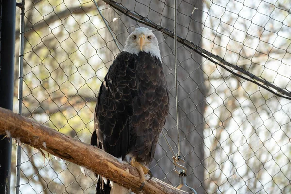 Bald Eagle Perched Wooden Twig Cage Zoo — Stock Photo, Image