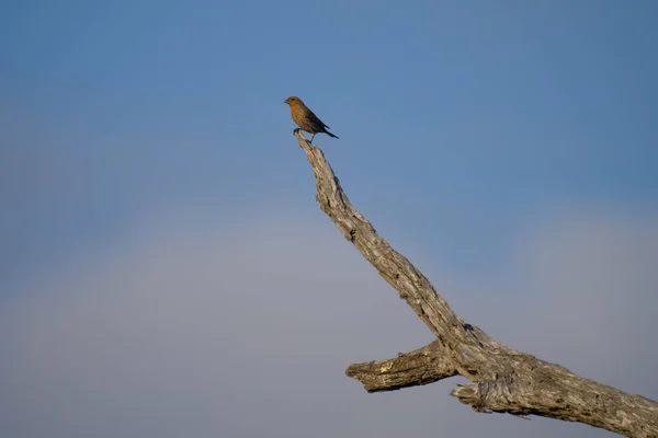 木の枝に鳥のクローズアップショット — ストック写真