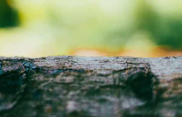 stock image A shallow focus of a tree bark texture on a blurry background