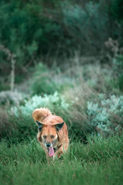Вертикальний Знімок Милого Коричневого Собаки Біжить Зеленому Трав Янистому Лузі — стокове фото
