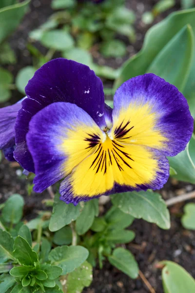 Närbild Blå Och Gul Pansy Odlas Trädgården Våren — Stockfoto