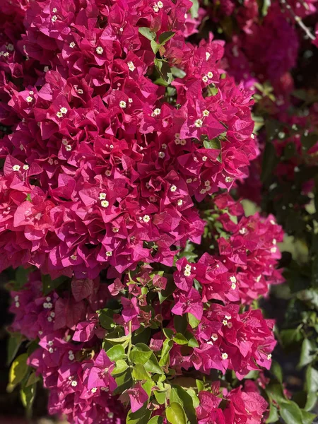 Крупный План Розовых Бугенвиллийских Цветов — стоковое фото