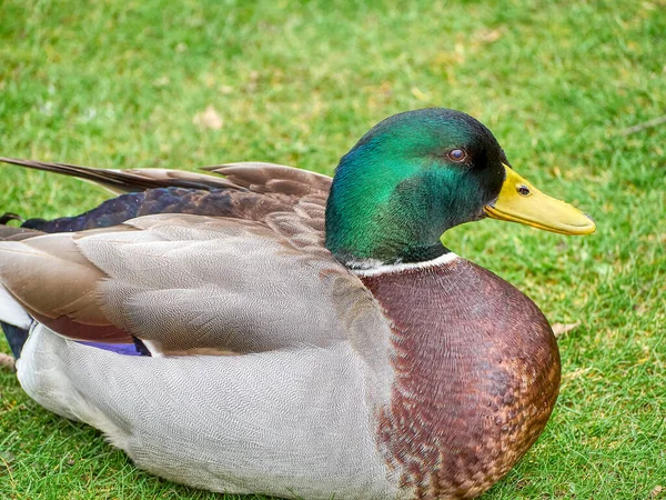 Closeup Shot Mallard Wild Duck Anas Platyrhynchos Grass — Stock Photo, Image