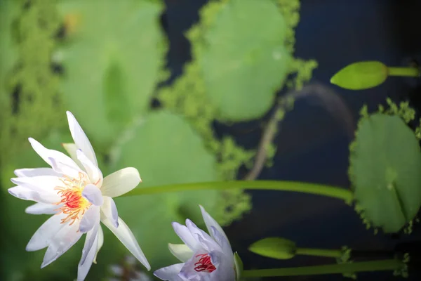 Vertical Closeup Beautiful Water Lilies Nymphaea Nouchali — Stock Photo, Image