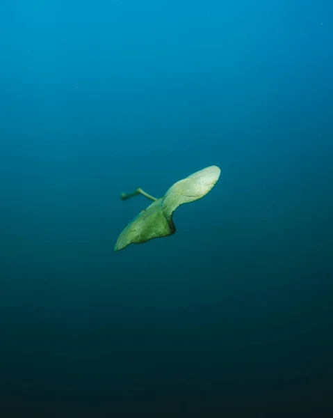 Vertikal Undervattensbild Grön Blad Flyter Ett Klart Vatten — Stockfoto