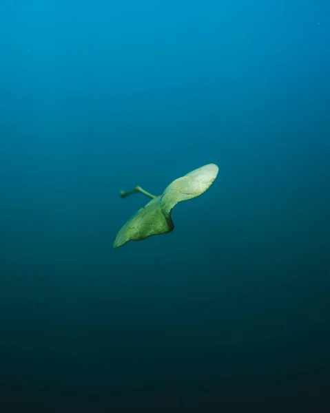 Colpo Subacqueo Verticale Una Foglia Verde Che Galleggia Acqua Limpida — Foto Stock