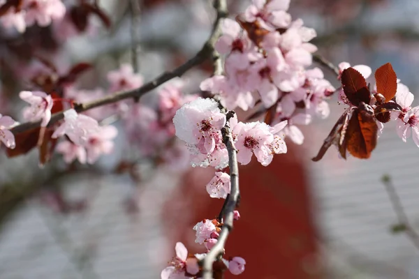 Eine Nahaufnahme Von Blühenden Kirschbaumblüten Die Mit Schnee Bedeckt Sind — Stockfoto