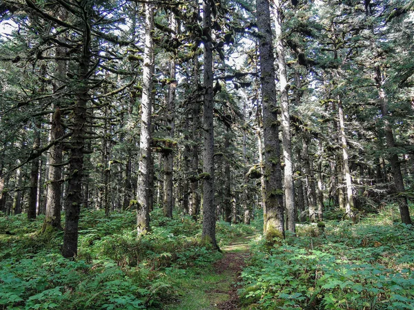 阿拉斯加科迪亚克森林 长有高大的云杉树 — 图库照片