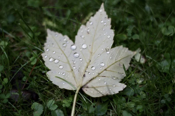 Närbild Ett Löv Vattenfall Gräset — Stockfoto