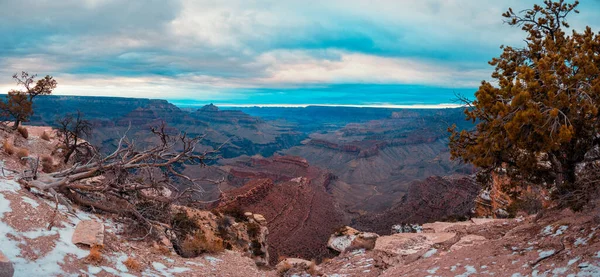 Panorama Shot Grand Canyon Arizona Top Cliff Tree Right — Stock Photo, Image