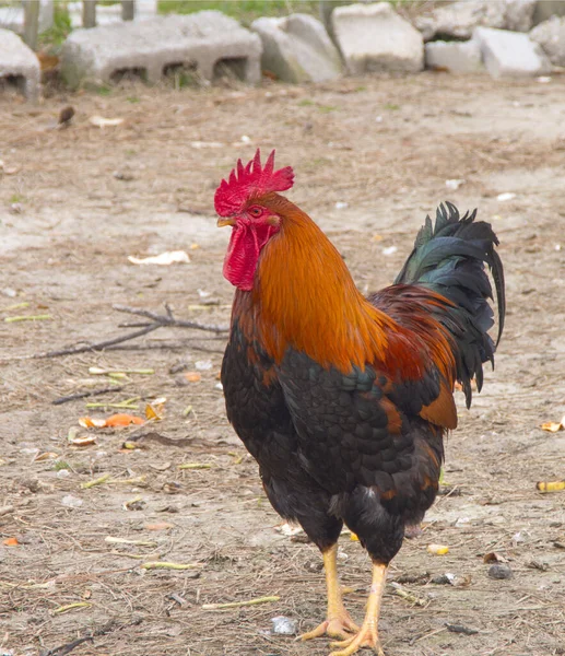 ノースカロライナ州東部の農場の鶏 — ストック写真