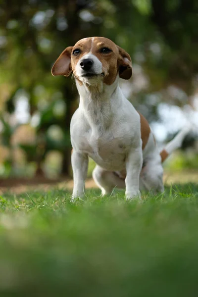 Una Toma Vertical Lindo Cachorro Parque Sobre Fondo Borroso —  Fotos de Stock
