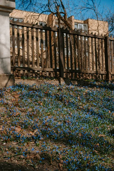 Primer Plano Plantas Silvestres Azules Bajo Luz Del Sol — Foto de Stock