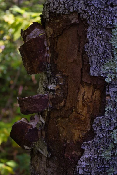 損傷した木の幹の質感の垂直クローズアップショット — ストック写真