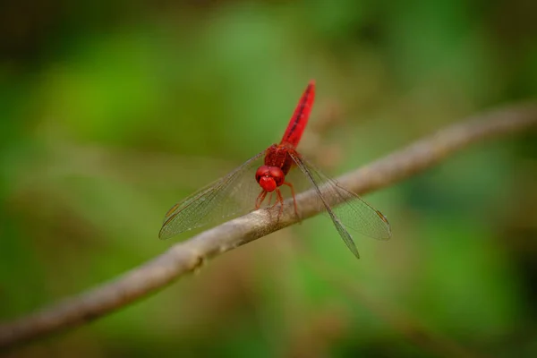 Scarlet Skimmer Red Dragonfly Perched Tree Chitwan National Park Nepal — Stock Photo, Image
