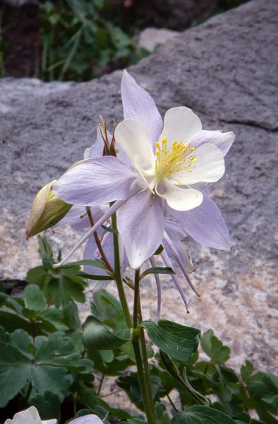 Közelkép Fehér Aquilegia Szaximontana Virág — Stock Fotó