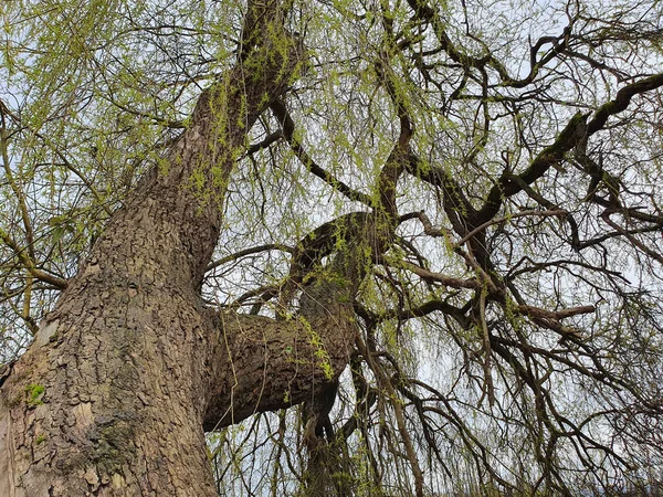 Eski Bir Ağacın Alçak Açılı Görüntüsü Gökyüzü Arkaplanına Karşı — Stok fotoğraf