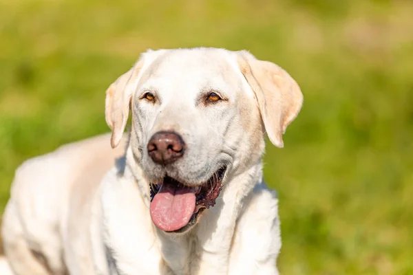 Närbild Skott Söt Labrador Hund Ler Solen Med Grönt Gräs — Stockfoto
