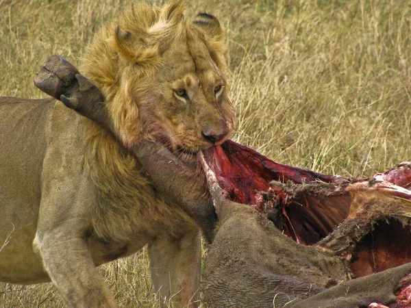 León Comiéndose Víctima — Foto de Stock