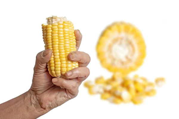 一个女人的手拿着用白色背景隔开的新鲜甜玉米 — 图库照片