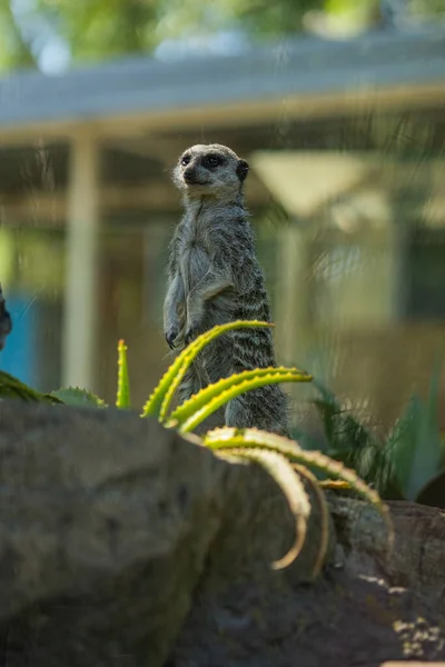 Disparo Vertical Suricata Pie Sobre Una Roca Contra Vidrio Transparente —  Fotos de Stock