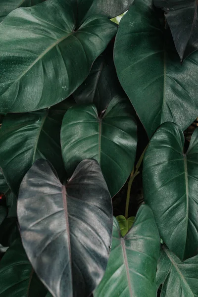 Folhas Verdes Uma Fábrica Philodendron — Fotografia de Stock