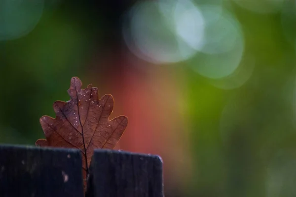 Hoja Marrón Seca Aislada Sobre Fondo Bokeh Natural —  Fotos de Stock