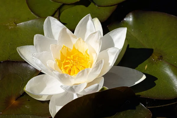 Uma Bela Flor Lótus Lily Almofadas Lago — Fotografia de Stock