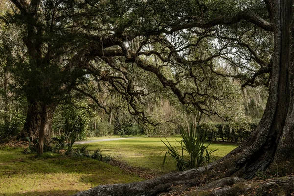 Beau Cliché Jardin Avec Énormes Arbres — Photo